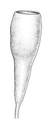 Entosthodon apophysatus, capsule, moist. Entosthodon apophysatus drawn from K.W. Allison 8364, CHR 454696.
 Image: R.C. Wagstaff © Landcare Research 2019 CC BY 3.0 NZ